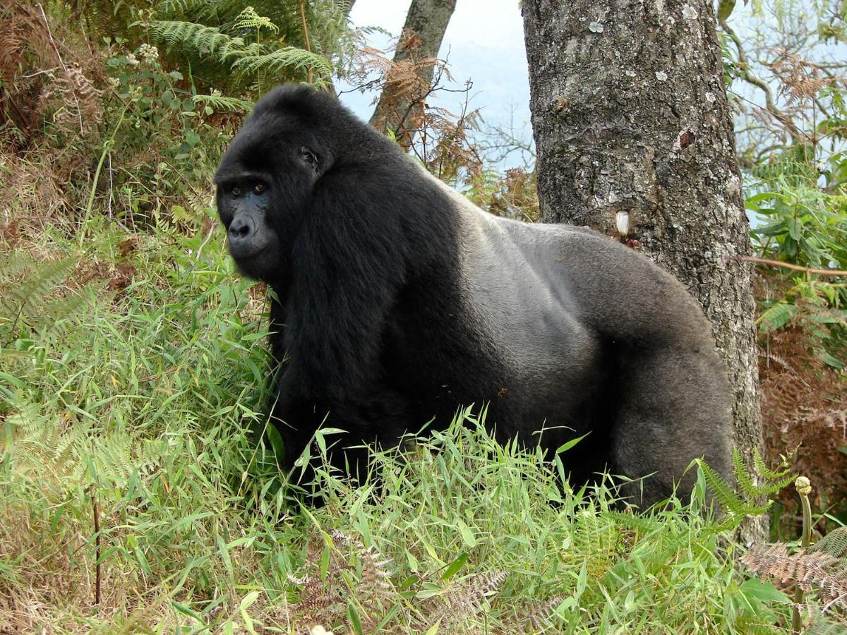 Clouds Mountain Gorilla Lodge Kisoro Экстерьер фото
